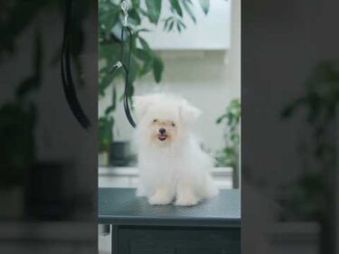 子犬が子猫になる方法