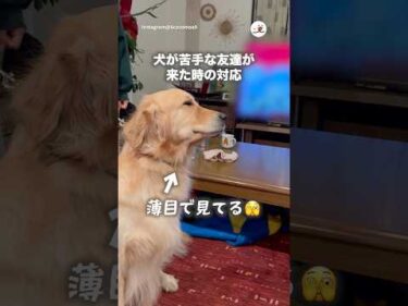 犬が苦手な友達が遊びに来た｜PECO