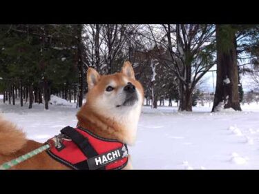 柴犬はいつもの道で足が止まりました。