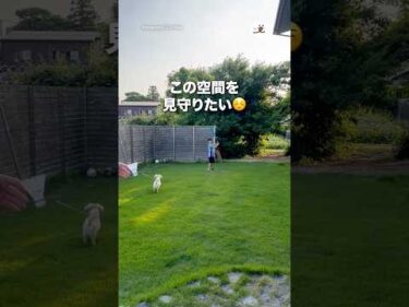 こういうのが一番平和な気がする｜PECO