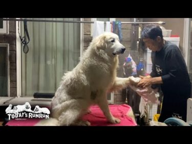 年の瀬の忙しい最中に雨の中で遊び泥だらけになったベルとリリーです　Great Pyrenees　グレートピレニーズ