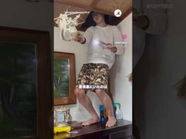 屋根裏いた子猫｜PECO