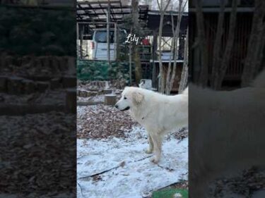 Lily リリー #greatpyrenees #todaysrunrun #グレートピレニーズ #今日のルンルン
