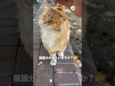 走ってきてくれた｜PECO