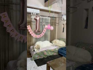 Lily リリー #greatpyrenees #todaysrunrun #グレートピレニーズ #今日のルンルン