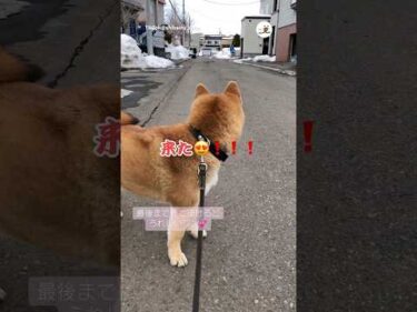 お姉ちゃんを待ってた！！｜PECO