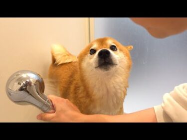 【2025年総集編】柴犬と振り返る、色々ありすぎた一年