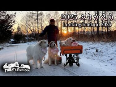 2025年ふりかえり　1年間ありがとうございました　Great Pyrenees　グレートピレニーズ