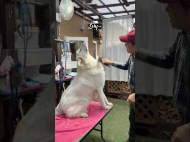 Lily リリー #greatpyrenees #todaysrunrun #グレートピレニーズ #今日のルンルン