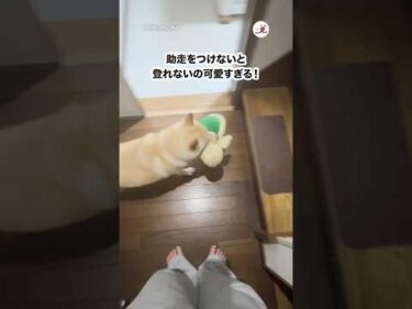 助走つけないと登れない柴犬｜PECO