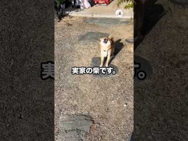 実家に帰りたくなる｜PECO