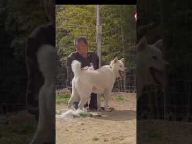 究極のブラッシング　#保護犬 #紀州犬 #ブラッシング