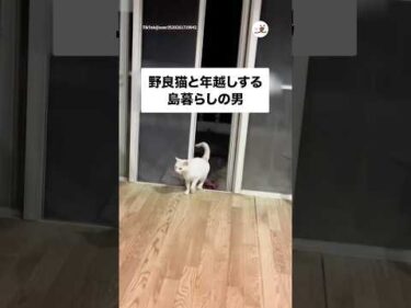 野良猫と年越ししました🌅｜PECO