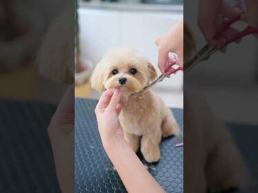 ヘアカットします！可愛すぎるマルプーの女の子💕 #子犬 #犬のいる暮らし #癒し