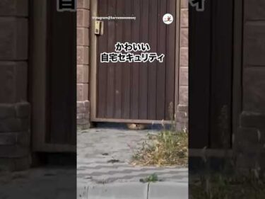 見張られています👀｜PECO