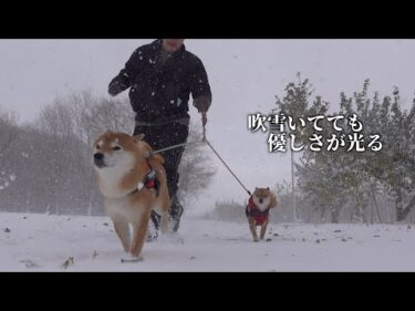 寒波に大はしゃぎの柴犬が…見せた“優しさの瞬間”。