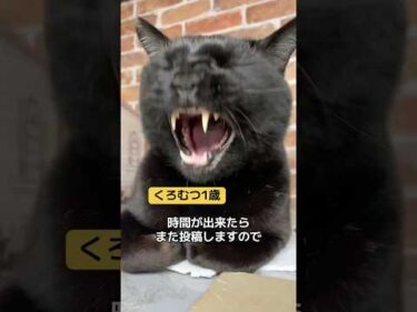 2025年12月になりました　#柴犬 #茶トラ猫 #黒猫