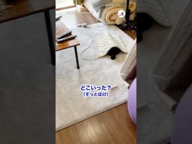 かくれんぼが上手な黒猫🐈‍⬛｜PECO