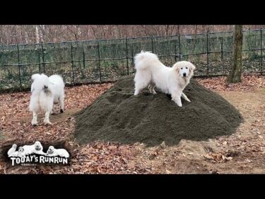 誕生日プレゼントで砂山をもらいとても嬉しいリリーです　Great Pyrenees　グレートピレニーズ