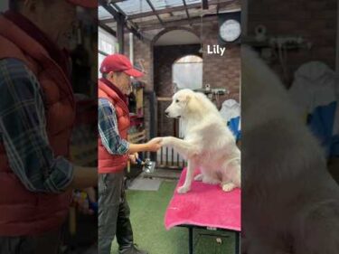 Lily リリー #greatpyrenees #todaysrunrun #グレートピレニーズ #今日のルンルン