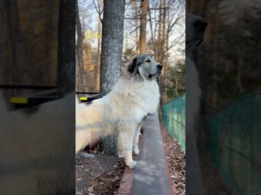 Belle ベル #greatpyrenees #todaysrunrun #グレートピレニーズ #今日のルンルン