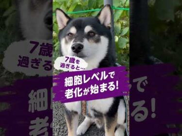 見た目だって元気だって、まだまだでも。