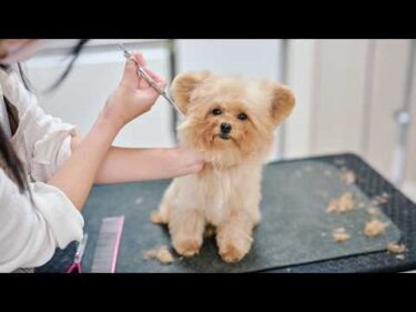 器用な前足が可愛い、すぐ眠くなっちゃうチワプーの子犬をトリミングしたら