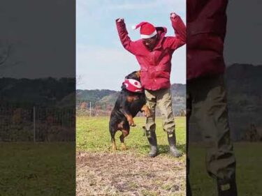 良い一日を！　 #大型犬のいる生活 #可愛い #保護犬 #クリスマス