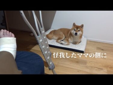 吹雪の散歩から帰ると…柴犬の“優しすぎる素顔”に胸がぎゅっとなる。