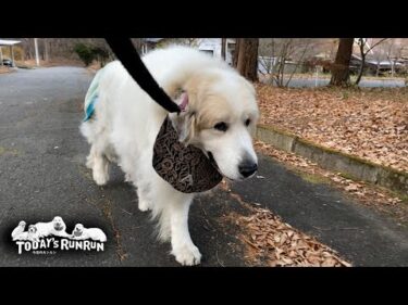 夕方はそれぞれのペースで散歩してもらうアランとベルとリリーです　Great Pyrenees　グレートピレニーズ