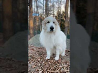 Alain アラン #greatpyrenees #todaysrunrun #グレートピレニーズ #今日のルンルン