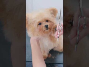 【動画全編は⬆️】器用な前足で抵抗する可愛すぎる子犬 #子犬 #犬のいる暮らし #癒し