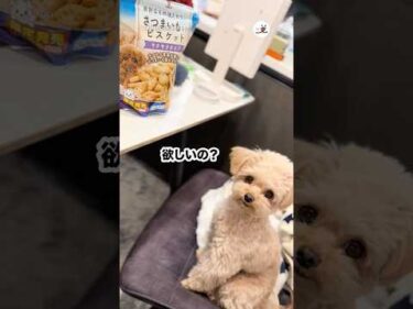 すごく頷くチワプー｜PECO