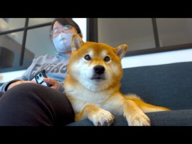 骨折したママを守るように温め続けた‥柴犬と猫の24時間。