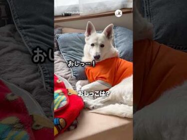 おしっこ行くか声かけた｜PECO