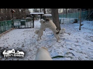 季節は冬へ！雪の中を元気にはしゃいだベルとリリーです　Great Pyrenees　グレートピレニーズ