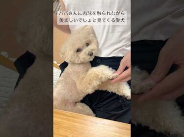 肉球を触られてうっとりしながらドヤる愛犬w #トイプードル #犬のいる生活 #dog