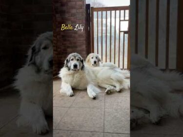 Belle Lily  #greatpyrenees #todaysrunrun #グレートピレニーズ #今日のルンルン