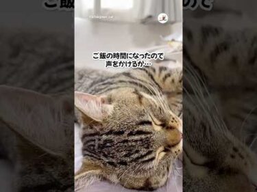 眠すぎて…😴｜PECO