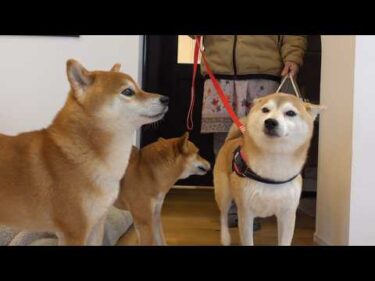 ママ、助けにきたよ。