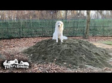 砂山がすっかり気に入りお山の大将になったリリーです　Great Pyrenees　グレートピレニーズ