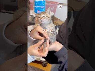 初めての爪切りにこの表情🤭｜PECO