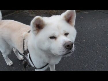【秋田犬ゆうき】ワンチャンあるかも？とお散歩の二周目突入を試みるも老いた爺に拒否られる【akita dog】