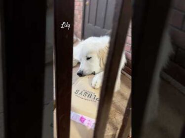 Lily リリー #greatpyrenees #todaysrunrun #グレートピレニーズ #今日のルンルン