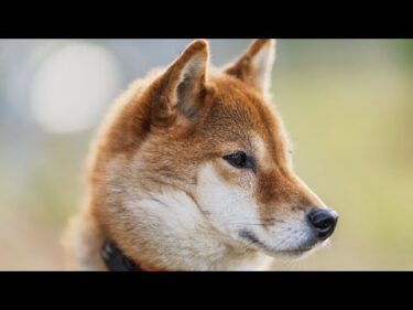 【訃報】巧くん永眠しました