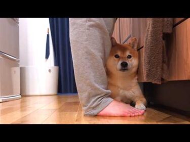 3分後にここまで変わる？柴犬が雷で見せたまさかの表情が、これ。