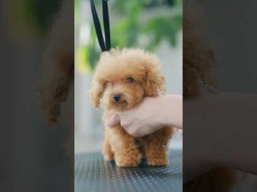 生後114日、極小２頭身プードル の初トリミング #子犬 #犬のいる暮らし #癒し