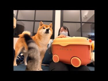 クリスマス前にハチ家のおやつ事情を大公開‼️