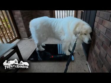久々の体重測定で減量成功のアランとあと少しのベルです　Great Pyrenees　グレートピレニーズ