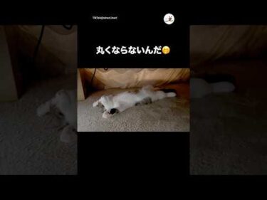 初めてのコタツにこれ🤭｜PECO